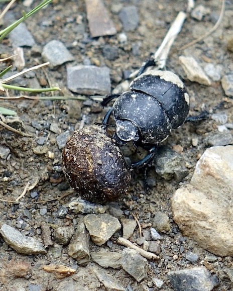 dung beetle